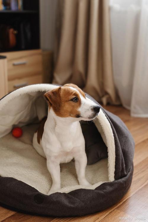 狗狗可以自己在家几天,狗狗自己在家几天又到处拉屎?-第2张图片-后鲨宠物 狗狗可以自己在家几天,狗狗自己在家几天又到处拉屎?-第2张图片-后鲨宠物