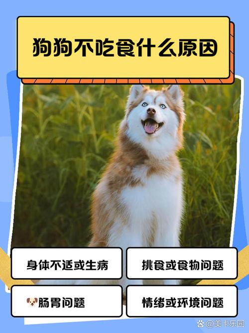 狗狗吃肥肉有什么危害,狗吃肥肉有什么好处?-第2张图片-后鲨宠物 狗狗吃肥肉有什么危害,狗吃肥肉有什么好处?-第2张图片-后鲨宠物