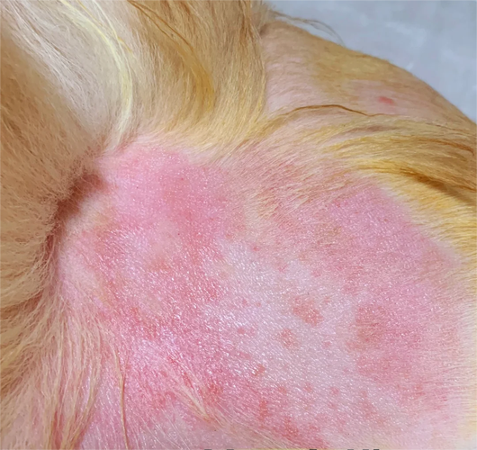 狗狗吃什么过敏，狗狗吃啥过敏？-第4张图片-后鲨宠物