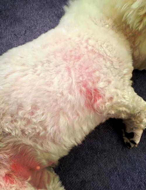 狗狗吃什么过敏，狗狗吃啥过敏？-第5张图片-后鲨宠物