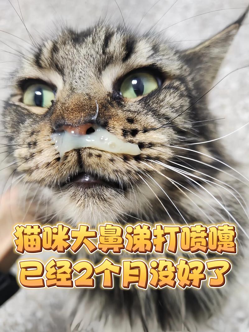猫猫打喷嚏流鼻涕_猫猫打喷嚏流鼻涕会自己好吗-第2张图片-后鲨宠物 猫猫打喷嚏流鼻涕_猫猫打喷嚏流鼻涕会自己好吗-第2张图片-后鲨宠物