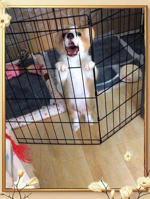 狗狗爱叫怎么办,狗总是爱叫?-第3张图片-后鲨宠物 狗狗爱叫怎么办,狗总是爱叫?-第3张图片-后鲨宠物