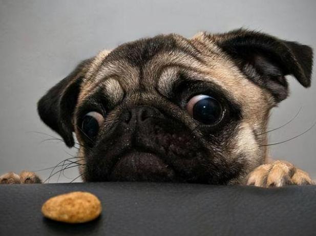  怎么给狗狗掏耳朵，怎么给狗狗掏耳屎-第4张图片-后鲨宠物