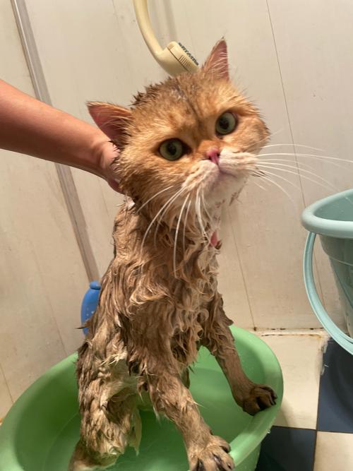 猫猫多大可以洗澡,猫猫多大可以洗澡驱虫?-第3张图片-后鲨宠物 猫猫多大可以洗澡,猫猫多大可以洗澡驱虫?-第3张图片-后鲨宠物