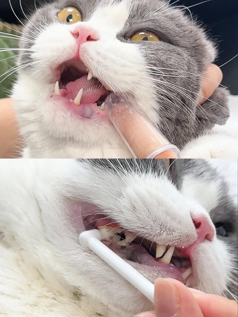如何给猫咪刷牙,如何给猫咪刷牙不用牙膏-第2张图片-后鲨宠物 如何给猫咪刷牙,如何给猫咪刷牙不用牙膏-第2张图片-后鲨宠物