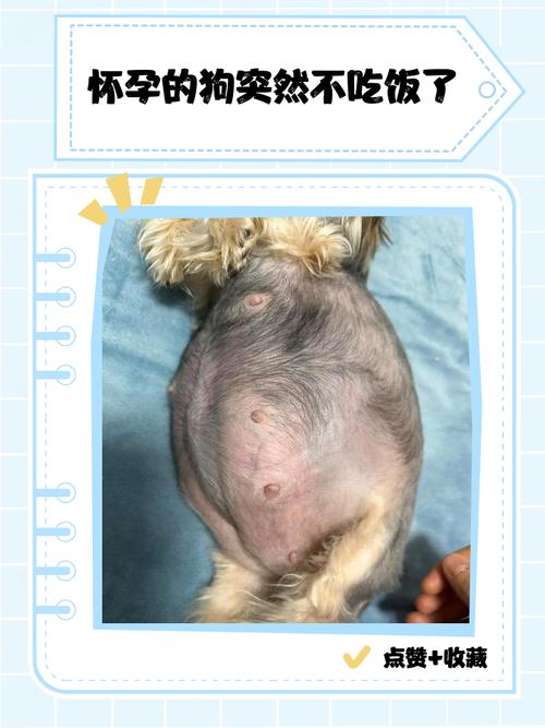 狗狗怀孕不吃饭怎么办,我家狗狗怀孕不吃东西怎么办?-第2张图片-后鲨宠物 狗狗怀孕不吃饭怎么办,我家狗狗怀孕不吃东西怎么办?-第2张图片-后鲨宠物