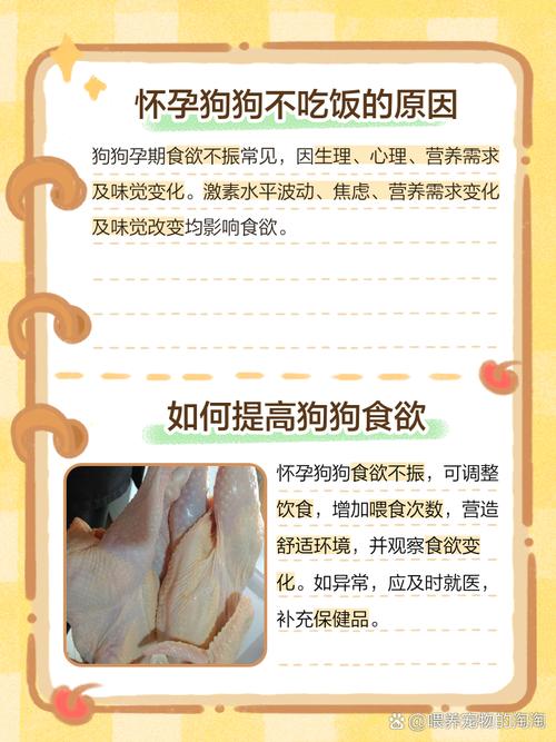 狗狗怀孕不吃饭怎么办,我家狗狗怀孕不吃东西怎么办?-第3张图片-后鲨宠物 狗狗怀孕不吃饭怎么办,我家狗狗怀孕不吃东西怎么办?-第3张图片-后鲨宠物