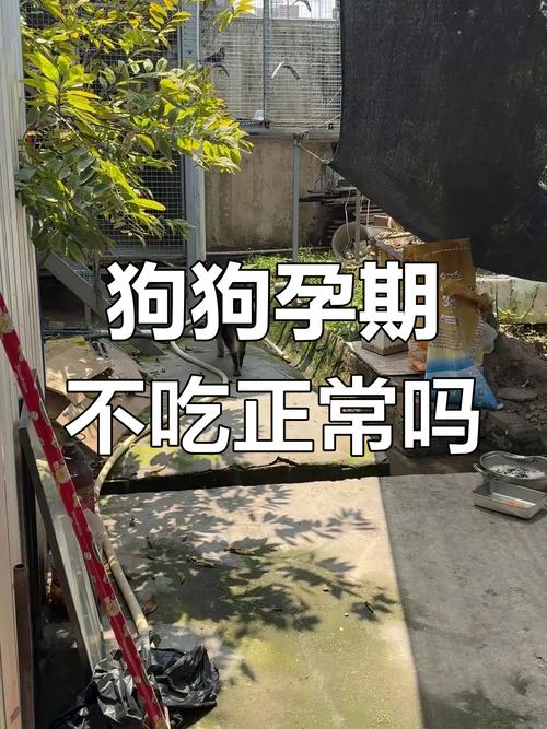 狗狗怀孕不吃饭怎么办,我家狗狗怀孕不吃东西怎么办?-第5张图片-后鲨宠物 狗狗怀孕不吃饭怎么办,我家狗狗怀孕不吃东西怎么办?-第5张图片-后鲨宠物