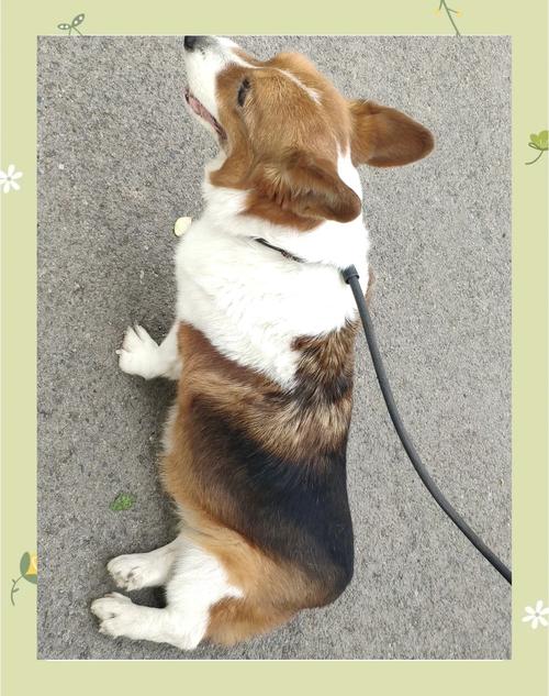 怎么看狗狗多大了,怎么能看出狗狗多大了?-第4张图片-后鲨宠物 怎么看狗狗多大了,怎么能看出狗狗多大了?-第4张图片-后鲨宠物