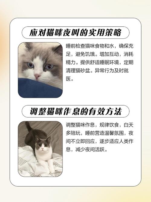 如何让猫咪晚上不叫,怎么样可以让猫咪晚上不叫-第1张图片-后鲨宠物 如何让猫咪晚上不叫,怎么样可以让猫咪晚上不叫-第1张图片-后鲨宠物