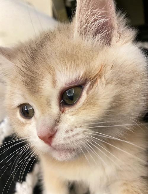 猫咪眼睛发炎了怎么办,猫咪眼睛发炎了怎么办可以用生理盐水清洁吗?-第1张图片-后鲨宠物 猫咪眼睛发炎了怎么办,猫咪眼睛发炎了怎么办可以用生理盐水清洁吗?-第1张图片-后鲨宠物