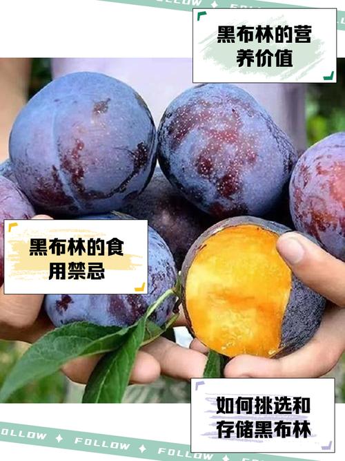 狗狗能吃黑布林吗_猫可以吃黑布林吗-第1张图片-后鲨宠物 狗狗能吃黑布林吗_猫可以吃黑布林吗-第1张图片-后鲨宠物