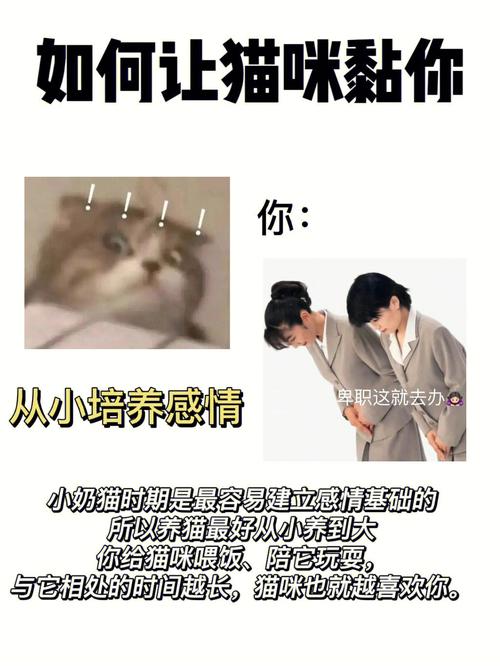 怎么样让猫猫喜欢你,怎样才能让猫咪喜欢你??-第1张图片-后鲨宠物 怎么样让猫猫喜欢你,怎样才能让猫咪喜欢你??-第1张图片-后鲨宠物