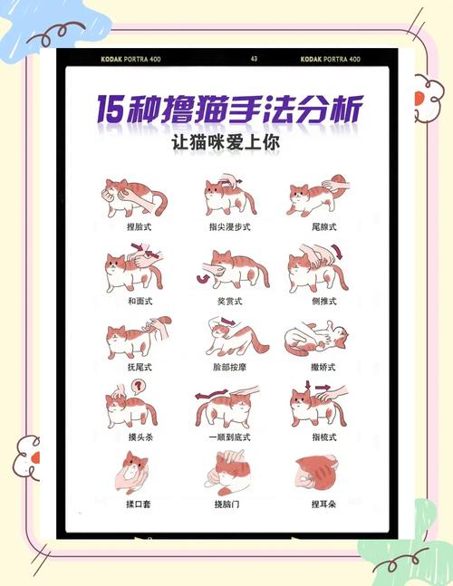 怎么样让猫猫喜欢你,怎样才能让猫咪喜欢你??-第4张图片-后鲨宠物 怎么样让猫猫喜欢你,怎样才能让猫咪喜欢你??-第4张图片-后鲨宠物