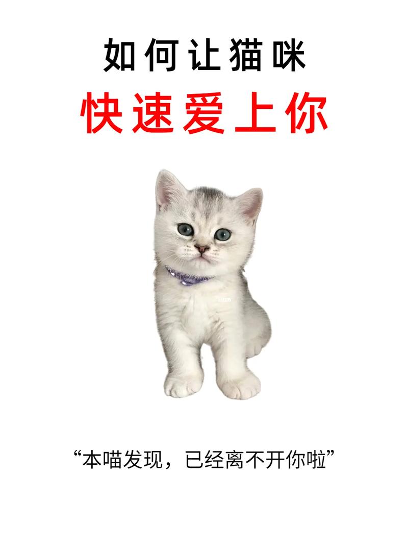 怎么样让猫猫喜欢你,怎样才能让猫咪喜欢你??-第5张图片-后鲨宠物 怎么样让猫猫喜欢你,怎样才能让猫咪喜欢你??-第5张图片-后鲨宠物