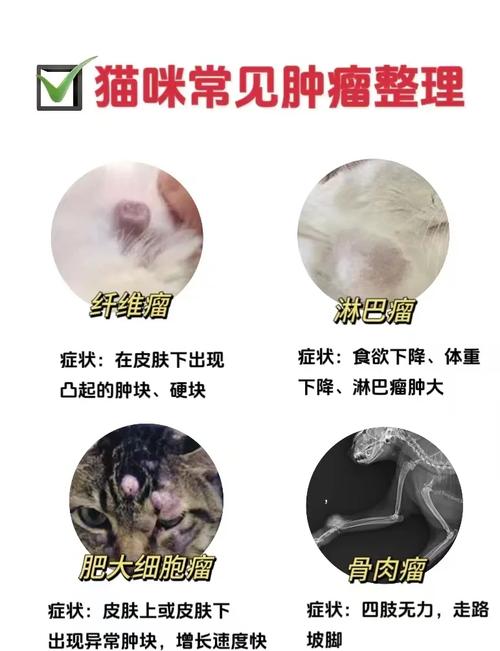 猫咪淋巴瘤早期症状,猫咪淋巴瘤的症状-第2张图片-后鲨宠物 猫咪淋巴瘤早期症状,猫咪淋巴瘤的症状-第2张图片-后鲨宠物