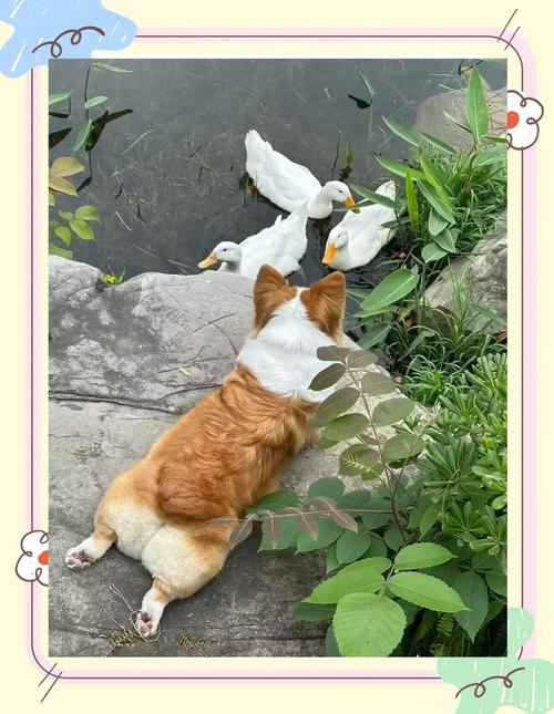 狗狗尿道发炎吃什么药,狗狗尿道炎用什么药-第1张图片-后鲨宠物 狗狗尿道发炎吃什么药,狗狗尿道炎用什么药-第1张图片-后鲨宠物