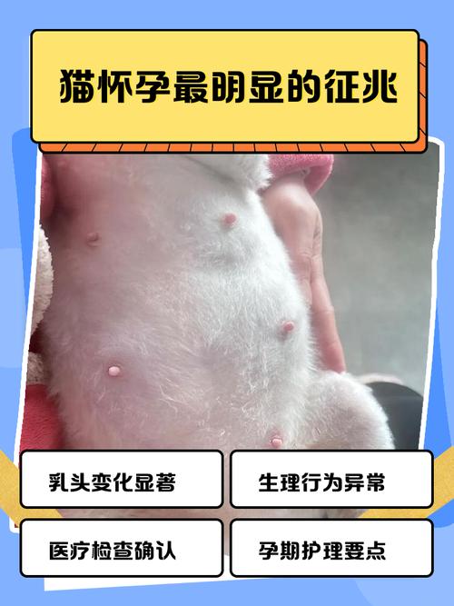 猫咪怀孕多少天有胎动,猫咪怀孕多少天有胎动的感觉?-第1张图片-后鲨宠物 猫咪怀孕多少天有胎动,猫咪怀孕多少天有胎动的感觉?-第1张图片-后鲨宠物