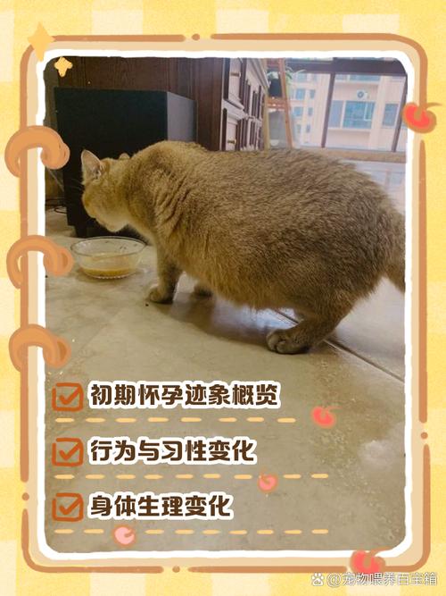 猫咪怀孕多少天有胎动,猫咪怀孕多少天有胎动的感觉?-第2张图片-后鲨宠物 猫咪怀孕多少天有胎动,猫咪怀孕多少天有胎动的感觉?-第2张图片-后鲨宠物