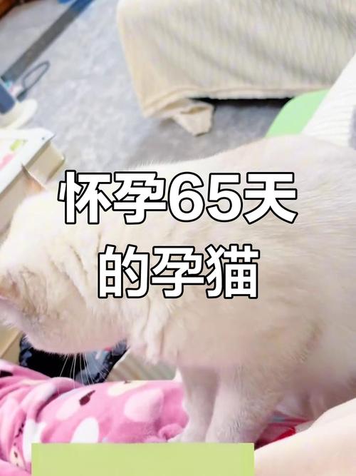 猫咪怀孕多少天有胎动,猫咪怀孕多少天有胎动的感觉?-第5张图片-后鲨宠物 猫咪怀孕多少天有胎动,猫咪怀孕多少天有胎动的感觉?-第5张图片-后鲨宠物
