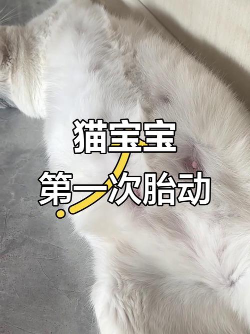 猫咪怀孕多少天有胎动,猫咪怀孕多少天有胎动的感觉?-第6张图片-后鲨宠物 猫咪怀孕多少天有胎动,猫咪怀孕多少天有胎动的感觉?-第6张图片-后鲨宠物