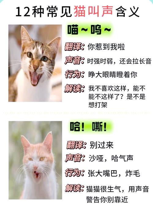 猫咪叫声的含义大全_猫咪叫声都代表什么-第2张图片-后鲨宠物 猫咪叫声的含义大全_猫咪叫声都代表什么-第2张图片-后鲨宠物