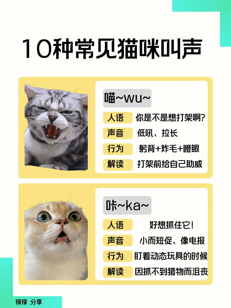 猫咪叫声的含义大全_猫咪叫声都代表什么-第3张图片-后鲨宠物 猫咪叫声的含义大全_猫咪叫声都代表什么-第3张图片-后鲨宠物