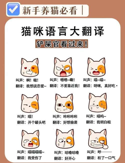 猫咪叫声的含义大全_猫咪叫声都代表什么-第4张图片-后鲨宠物 猫咪叫声的含义大全_猫咪叫声都代表什么-第4张图片-后鲨宠物