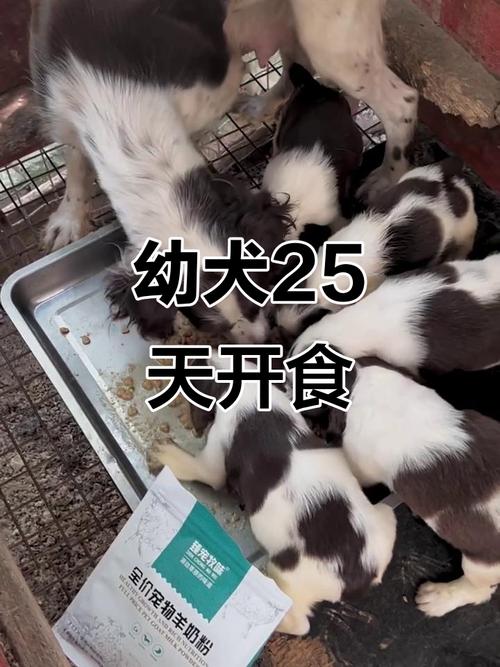  狗狗25天可以吃狗粮吗，狗狗25天可以吃狗粮吗视频-第3张图片-后鲨宠物
