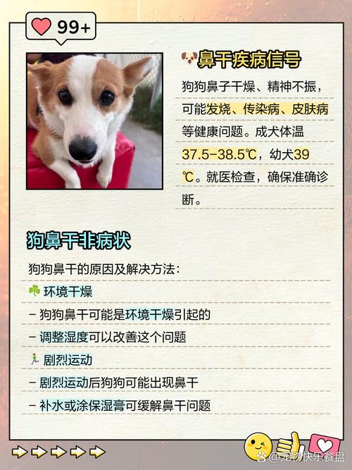  狗狗鼻子冰凉怎么回事，狗狗鼻子发凉是什么症状