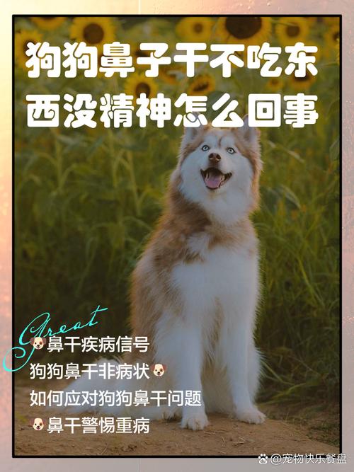 狗狗鼻子冰凉怎么回事,狗狗鼻子发凉是什么症状-第2张图片-后鲨宠物 狗狗鼻子冰凉怎么回事,狗狗鼻子发凉是什么症状-第2张图片-后鲨宠物