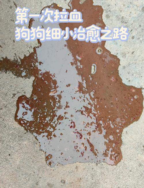 狗狗得了细小病毒能自愈吗,狗狗得了细小病毒能自愈吗会传染吗-第3张图片-后鲨宠物 狗狗得了细小病毒能自愈吗,狗狗得了细小病毒能自愈吗会传染吗-第3张图片-后鲨宠物