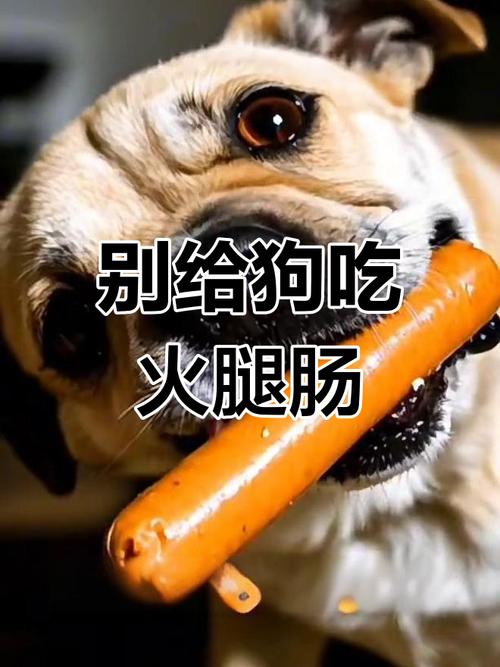 狗狗火腿肠人可以吃吗_火腿肠狗狗能吃吗-第1张图片-后鲨宠物 狗狗火腿肠人可以吃吗_火腿肠狗狗能吃吗-第1张图片-后鲨宠物