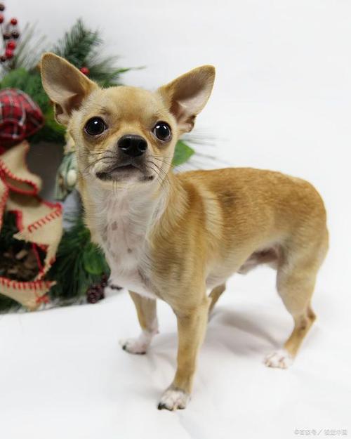 狗狗火腿肠人可以吃吗_火腿肠狗狗能吃吗-第2张图片-后鲨宠物 狗狗火腿肠人可以吃吗_火腿肠狗狗能吃吗-第2张图片-后鲨宠物