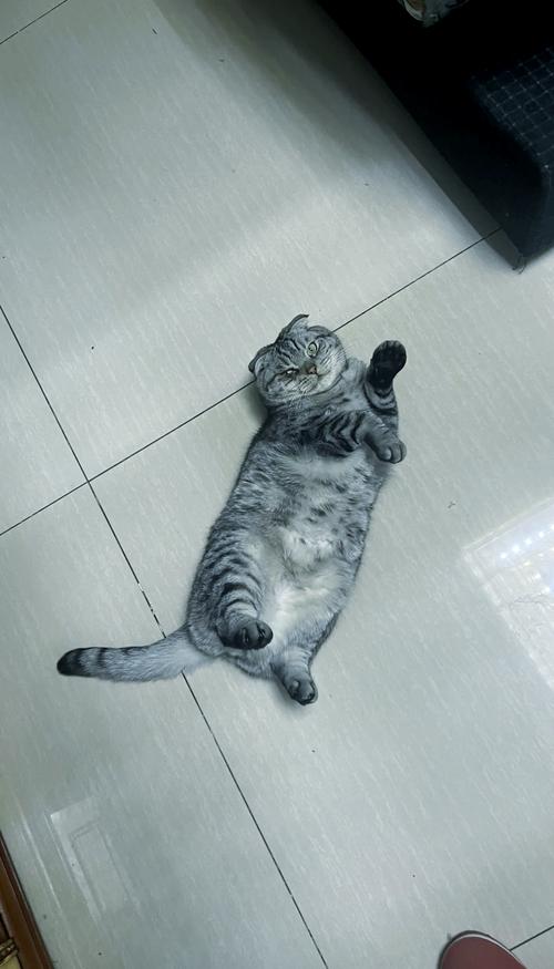  猫咪折耳是一种缺陷嘛，猫咪折耳一定会发病吗-第1张图片-后鲨宠物