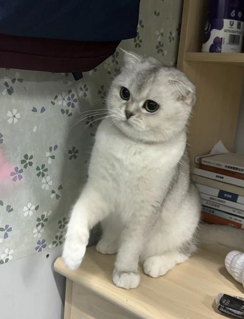  猫咪折耳是一种缺陷嘛，猫咪折耳一定会发病吗-第2张图片-后鲨宠物