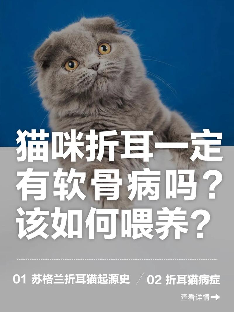  猫咪折耳是一种缺陷嘛，猫咪折耳一定会发病吗-第4张图片-后鲨宠物