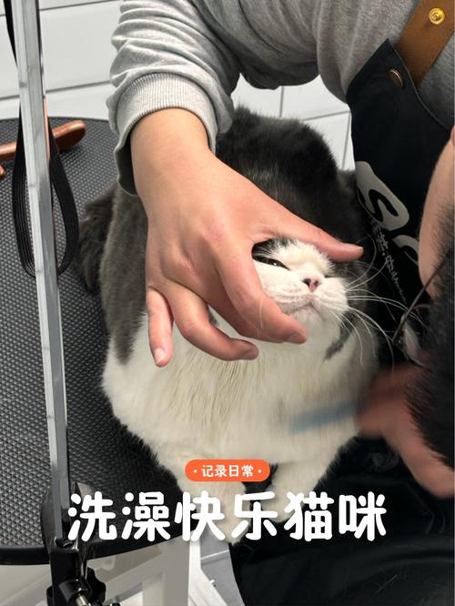 猫咪洗一次澡多少钱_给猫洗一次澡要多少钱-第2张图片-后鲨宠物 猫咪洗一次澡多少钱_给猫洗一次澡要多少钱-第2张图片-后鲨宠物
