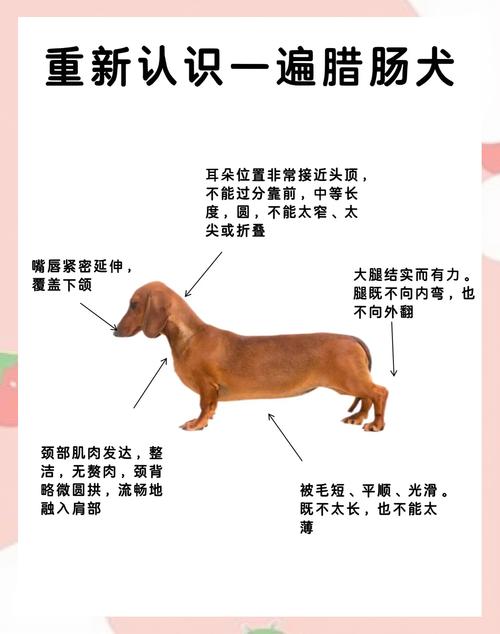 狗狗多大可以吃火腿肠,狗狗多大可以吃火腿肠了-第3张图片-后鲨宠物 狗狗多大可以吃火腿肠,狗狗多大可以吃火腿肠了-第3张图片-后鲨宠物