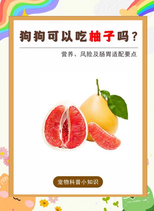 狗狗能吃柚子吗_狗狗能吃柚子吗阿拉斯加-第2张图片-后鲨宠物 狗狗能吃柚子吗_狗狗能吃柚子吗阿拉斯加-第2张图片-后鲨宠物