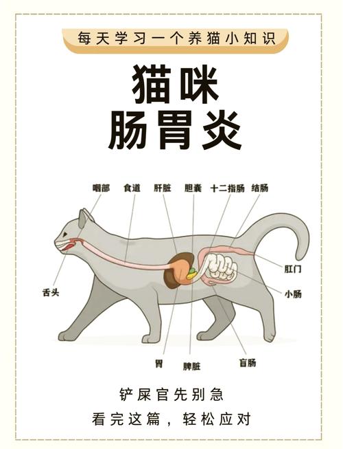 猫咪急性肠胃炎的症状_猫咪急性肠胃炎的症状和猫瘟相似吗-第3张图片-后鲨宠物 猫咪急性肠胃炎的症状_猫咪急性肠胃炎的症状和猫瘟相似吗-第3张图片-后鲨宠物