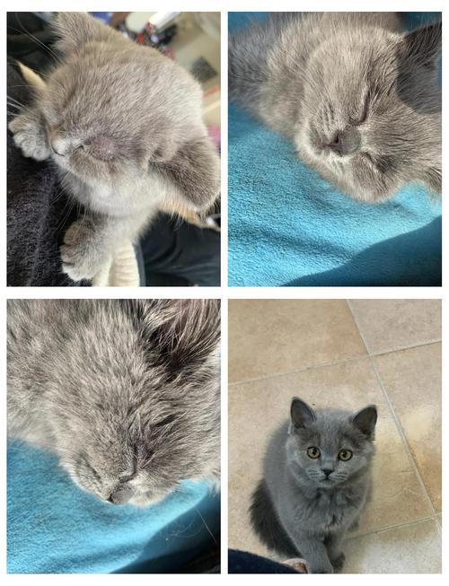 猫咪奶藓怎么消除_猫咪奶藓怎么消除小妙招-第1张图片-后鲨宠物 猫咪奶藓怎么消除_猫咪奶藓怎么消除小妙招-第1张图片-后鲨宠物