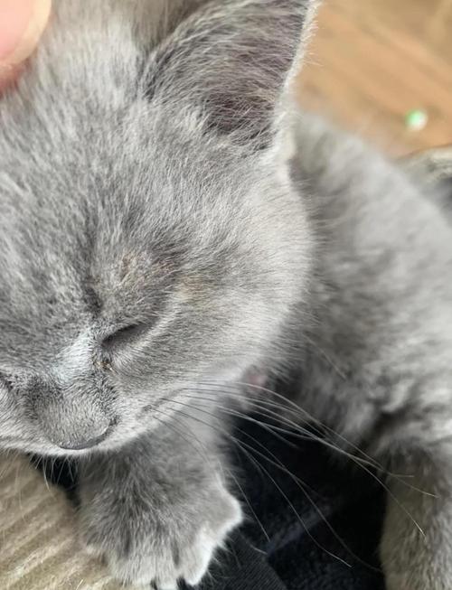 猫咪奶藓怎么消除_猫咪奶藓怎么消除小妙招-第3张图片-后鲨宠物 猫咪奶藓怎么消除_猫咪奶藓怎么消除小妙招-第3张图片-后鲨宠物