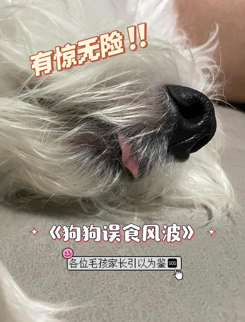 狗狗吃了防腐剂怎么办_狗狗吃了防腐剂有事吗-第3张图片-后鲨宠物 狗狗吃了防腐剂怎么办_狗狗吃了防腐剂有事吗-第3张图片-后鲨宠物