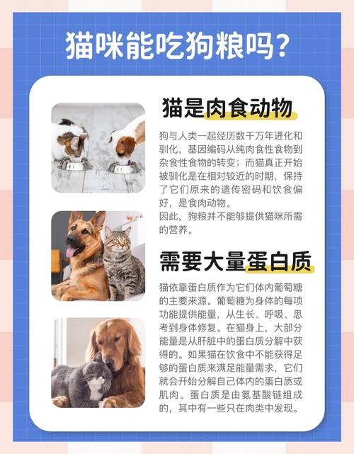 猫咪可以吃狗粮吗,猫咪可以吃狗粮吗,吃一天-第1张图片-后鲨宠物 猫咪可以吃狗粮吗,猫咪可以吃狗粮吗,吃一天-第1张图片-后鲨宠物
