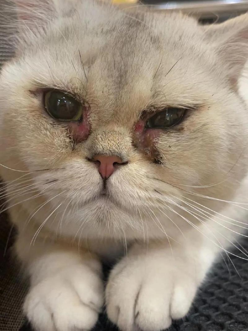 猫猫眼睛发红,猫猫眼睛发红充血-第4张图片-后鲨宠物 猫猫眼睛发红,猫猫眼睛发红充血-第4张图片-后鲨宠物