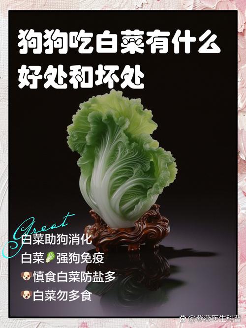 狗狗吃白菜有什么好处,狗狗吃白菜好不好-第1张图片-后鲨宠物 狗狗吃白菜有什么好处,狗狗吃白菜好不好-第1张图片-后鲨宠物
