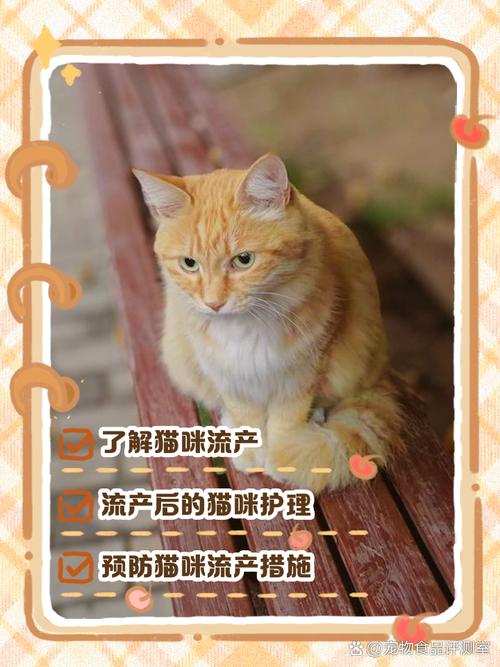 猫咪流产要怎么处理,猫咪流产怎么处理帮他?-第1张图片-后鲨宠物 猫咪流产要怎么处理,猫咪流产怎么处理帮他?-第1张图片-后鲨宠物