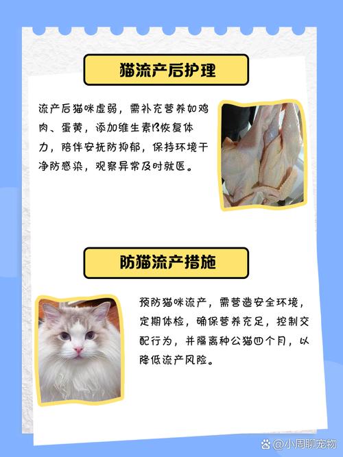 猫咪流产要怎么处理,猫咪流产怎么处理帮他?-第2张图片-后鲨宠物 猫咪流产要怎么处理,猫咪流产怎么处理帮他?-第2张图片-后鲨宠物