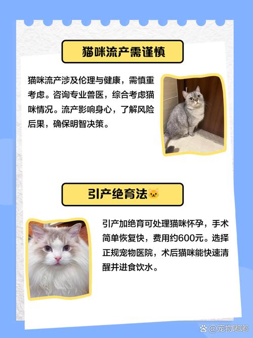 猫咪流产要怎么处理,猫咪流产怎么处理帮他?-第5张图片-后鲨宠物 猫咪流产要怎么处理,猫咪流产怎么处理帮他?-第5张图片-后鲨宠物